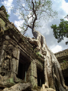 ta prohm temple cambodia angkor wat cambodge